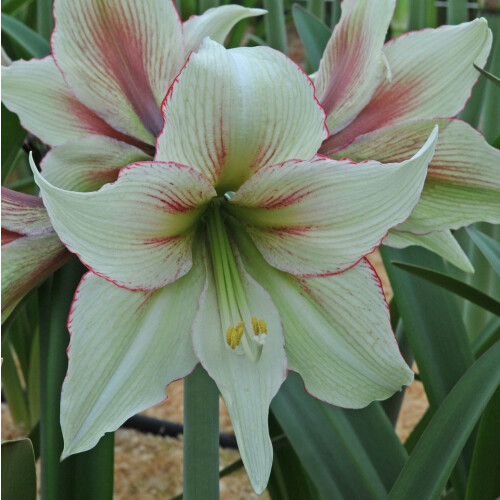 Amaryllis Magic Green. Huge 42-44cm Bulbs. 1