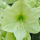 Amaryllis Luna. Massive 42-44cm Bulbs. 1