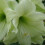 Amaryllis Luna. Massive 42-44cm Bulbs. 2