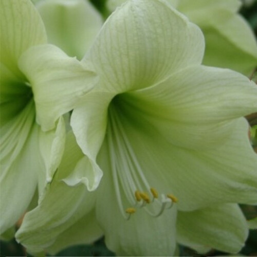 Amaryllis Luna. Massive 42-44cm Bulbs. 1