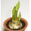 Amaryllis Luna. Massive 42-44cm Bulbs. 3