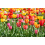 (16 Bulbs) Tulip Single Late. Mixed 1