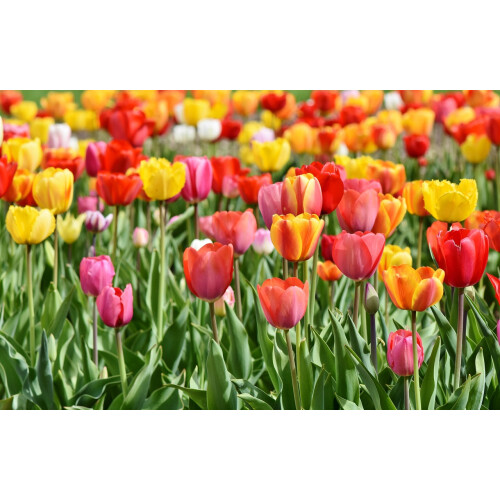 (16 Bulbs) Tulip Single Late. Mixed