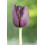 (16 Bulbs) Tulip Single Late. Mixed 3