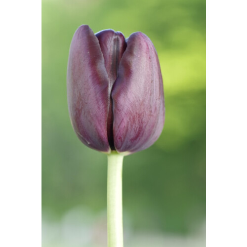 (16 Bulbs) Tulip Single Late. Mixed 2
