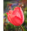 (16 Bulbs) Tulip Single Late. Mixed 2