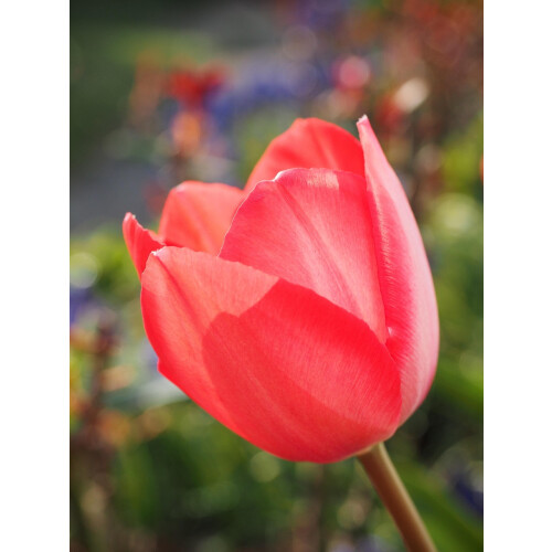 (16 Bulbs) Tulip Single Late. Mixed 1