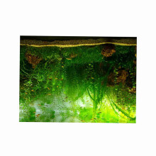 Transform Your Aquarium with 61x41cm Water Grass PVC Background Poster