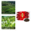 NO.9 Té Negro 65 g de uso múltiple Té Rojo Chino 3