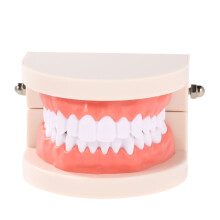 Lehrmodell für Kinderzähne im Dentalbereich, Weiß, 8*6,5*5,5 cm