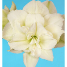 Amaryllis Akiko. White Double. Huge 42-44 Bulbs