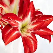 Amaryllis Splash. Huge 42-44cm Bulbs. Bicolour