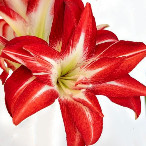 Amaryllis Splash. Huge 42-44cm Bulbs. Bicolour