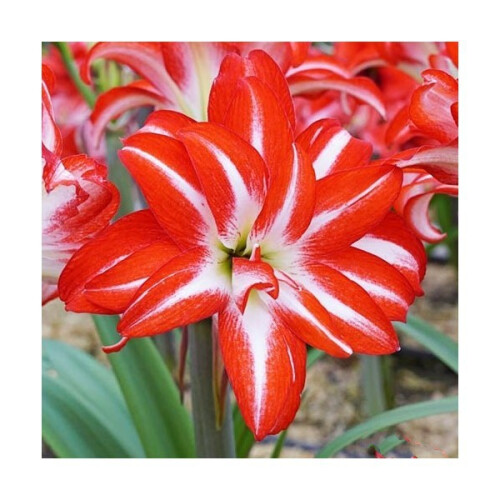 Amaryllis Splash. Huge 42-44cm Bulbs. Bicolour 1