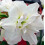 Amaryllis Akiko. White Double. Huge 42-44 Bulbs 2
