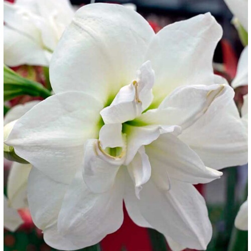 Amaryllis Akiko. White Double. Huge 42-44 Bulbs 1