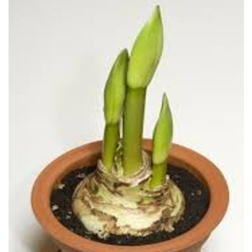 Amaryllis Akiko. White Double. Huge 42-44 Bulbs 2