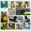 Dog Life Jacket with Handle, Reflective Strips, Adjustable, Foldable, Yellow, S/M/L 5