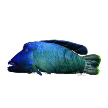 Sumei Fish Ripple Lip Fish Plush Toy 55CM Gift for Kids