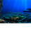 Adhesive Seaworld Background Poster for Aquarium 15