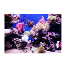 3D Effect Adhesive Coral Seaworld Poster for