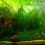 Water Grass Style Aquarium Fish Tank Background 14