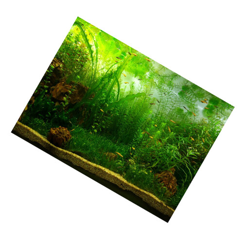 Water Grass Style Aquarium Fish Tank Background 2