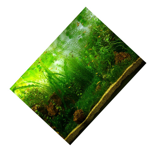 Water Grass Style Aquarium Fish Tank Background 2
