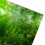 Water Grass Style Aquarium Fish Tank Background 13
