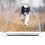 Dog Training Whistle Ultra Sonic for Barking 6