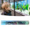 Coral Aquarium Background Underwater Poster Fish 12