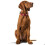 Hunter Dog Collar - HUNTER - Swiss - Red - Medium - Nappa Cow Leather 3