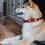 Hunter Dog Collar - HUNTER - Swiss - Red - Medium - Nappa Cow Leather 5