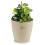Vaso Stefanplast Natural 29 x 26,5 cm bege 2
