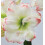 Amaryllis Amadeus. Huge 42-44cm Bulbs. White/Red 1