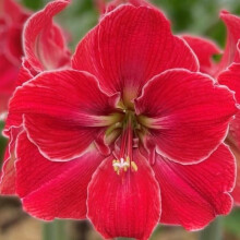 Amaryllis Magical Touch. Huge 42-46cm Bulbs. Bicolour