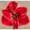 Amaryllis Magical Touch. Huge 42-46cm Bulbs. Bicolour 2