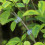 Special grafting clip Tomato seedling grafting 8