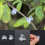 Special grafting clip Tomato seedling grafting 12