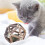 Catnip Wooden Ball Silvervine Stick Teeth Grinding 7