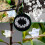 100Pcs Vegetable Fruit Tree Seedling Nursery 12