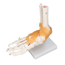 Human Fußmodell Anatomisches Sprunggelenk Skelett Knochen mit Bändern 1:1 Lebensgröße Form
