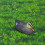 Floating Duck Decoy Simulation Hunting Duck Garden 14