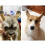 1 Pair Dog Ear Support Patch Dog Ears Stand 4