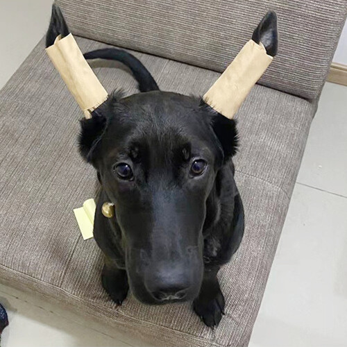 1 Pair Dog Ear Support Patch Dog Ears Stand 2