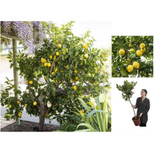 70-90cm Large Fully Mature Citrus Lemon Fruit Tree Plant in 4L Pot