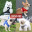 Dog Harness and Leash Set Reflective Adjustable 4