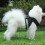 Dog Harness and Leash Set Reflective Adjustable 7