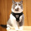 Dog Harness and Leash Set Reflective Adjustable 11