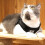 Dog Harness and Leash Set Reflective Adjustable 12